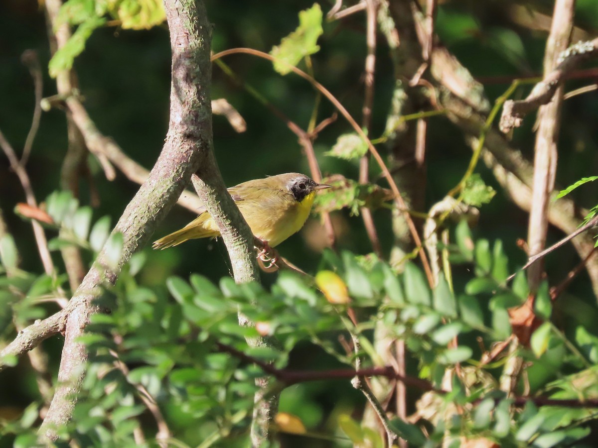 Common Yellowthroat - ML623969092