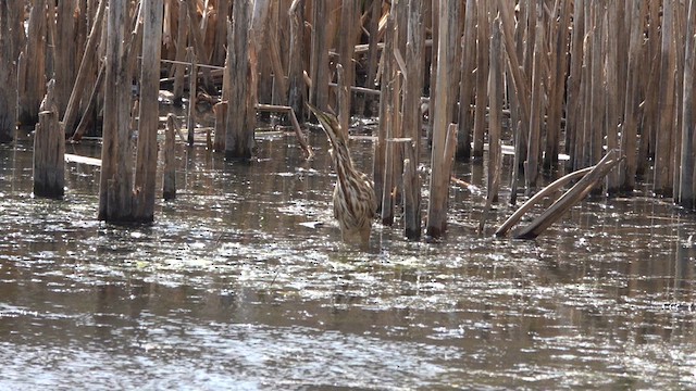 American Bittern - ML623969099