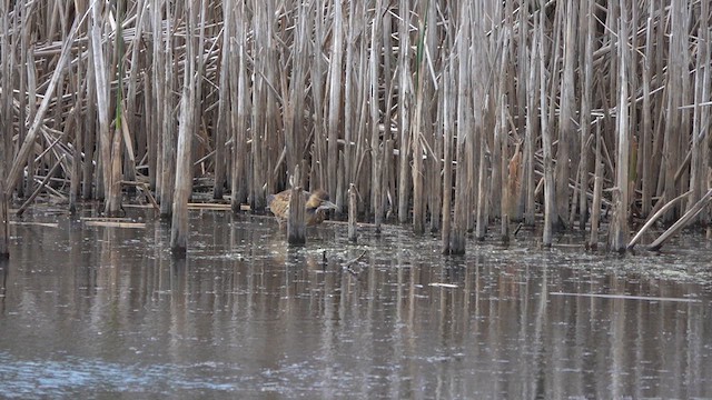 American Bittern - ML623969100