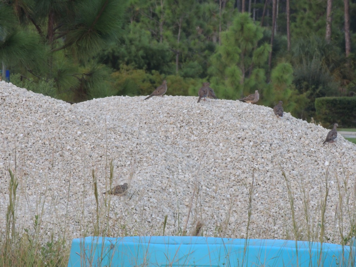 Mourning Dove - ML623969104