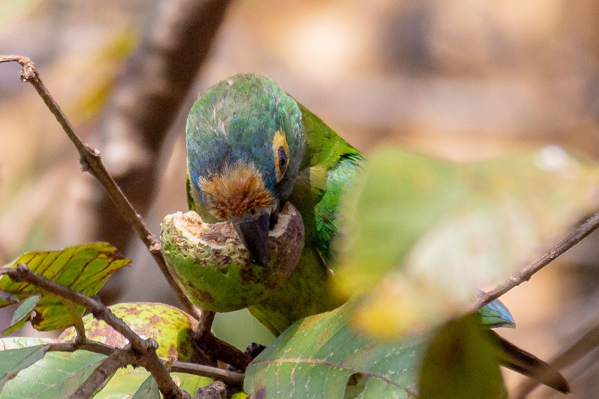 Peach-fronted Parakeet - ML623969106