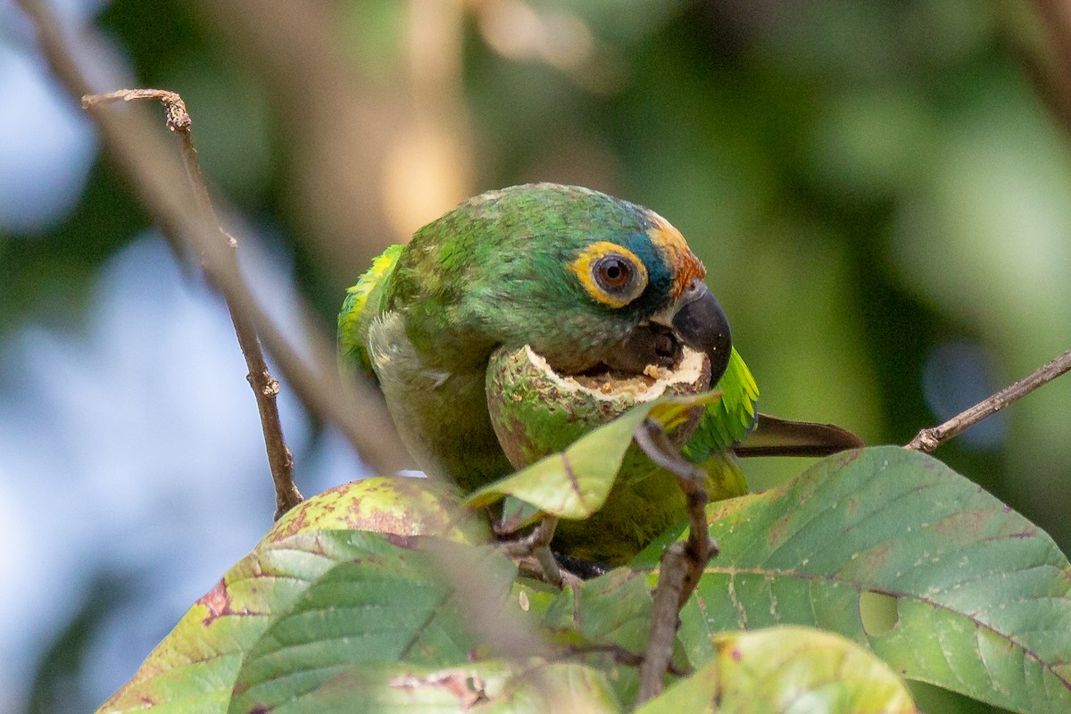 Peach-fronted Parakeet - ML623969107