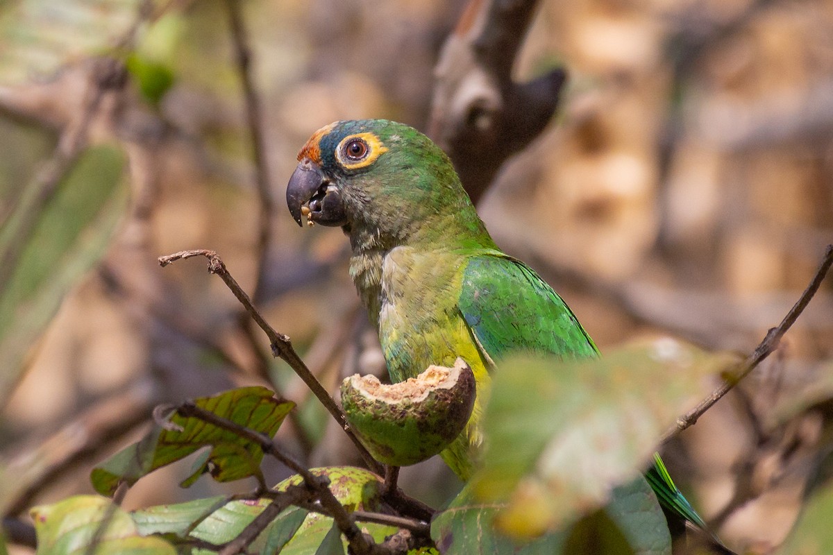 Peach-fronted Parakeet - ML623969108