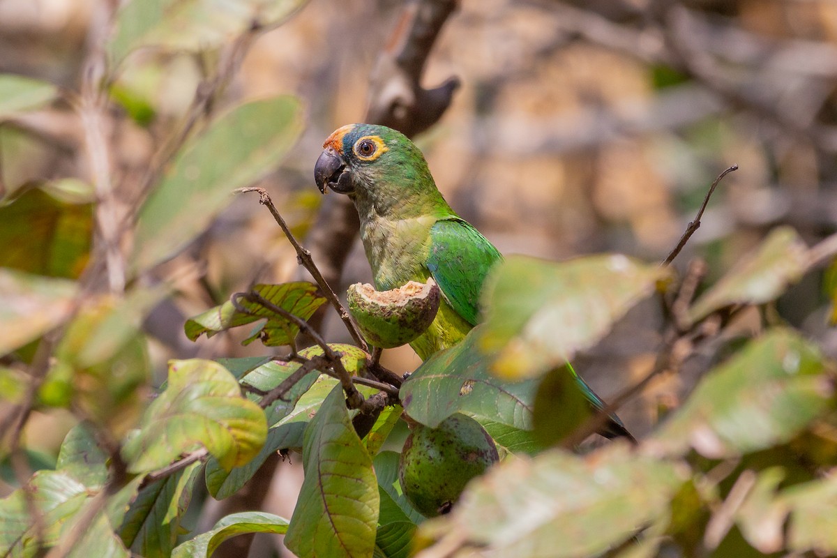 Peach-fronted Parakeet - ML623969109