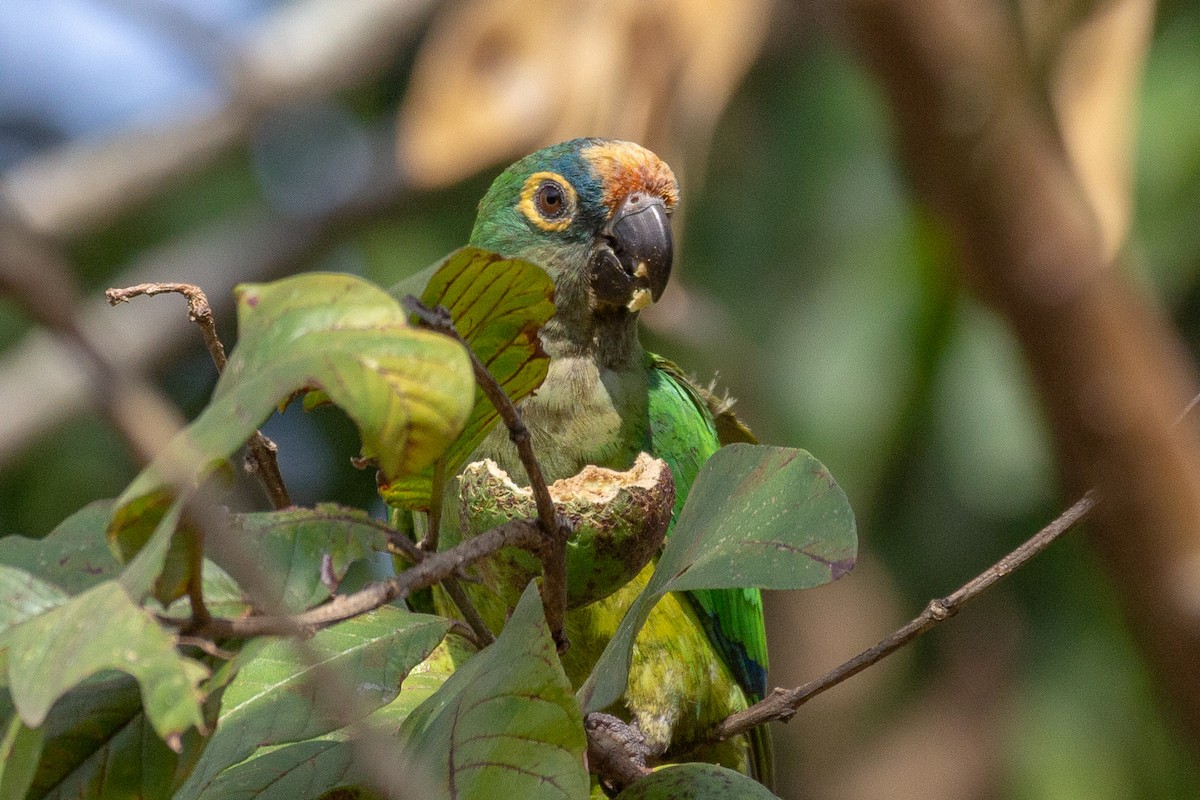 Peach-fronted Parakeet - ML623969110