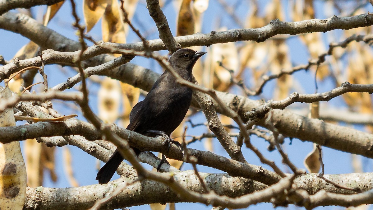 Shiny Cowbird - Fabrício Reis Costa