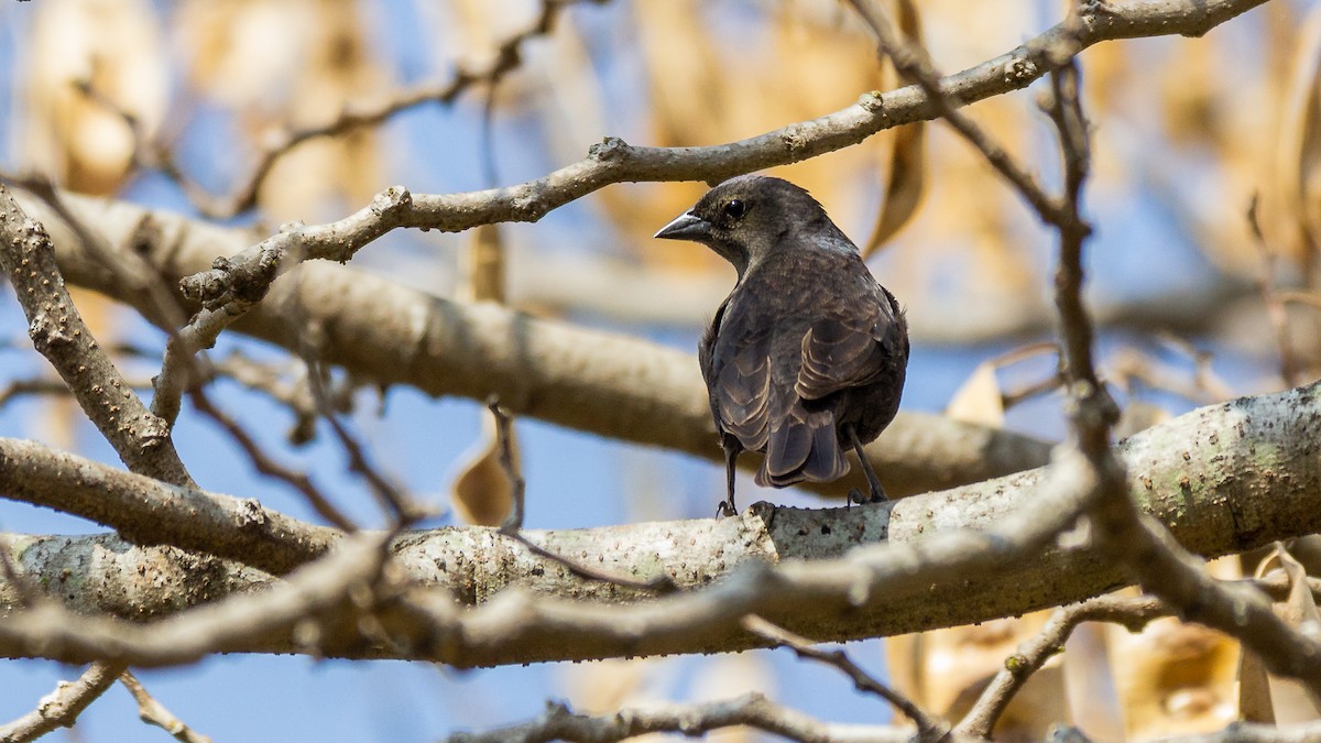 Shiny Cowbird - ML623969120