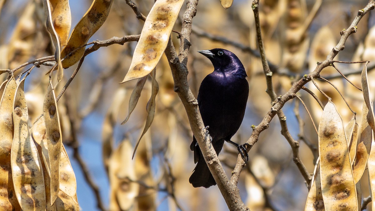 Shiny Cowbird - Fabrício Reis Costa