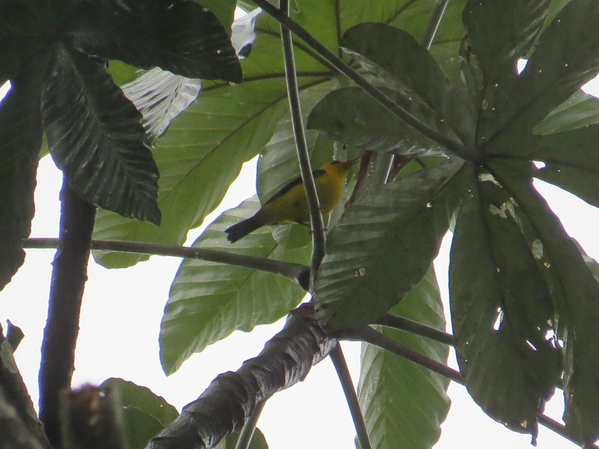 Black-and-yellow Tanager - Yordy Soto