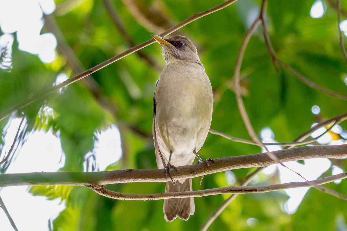 Creamy-bellied Thrush - ML623969137