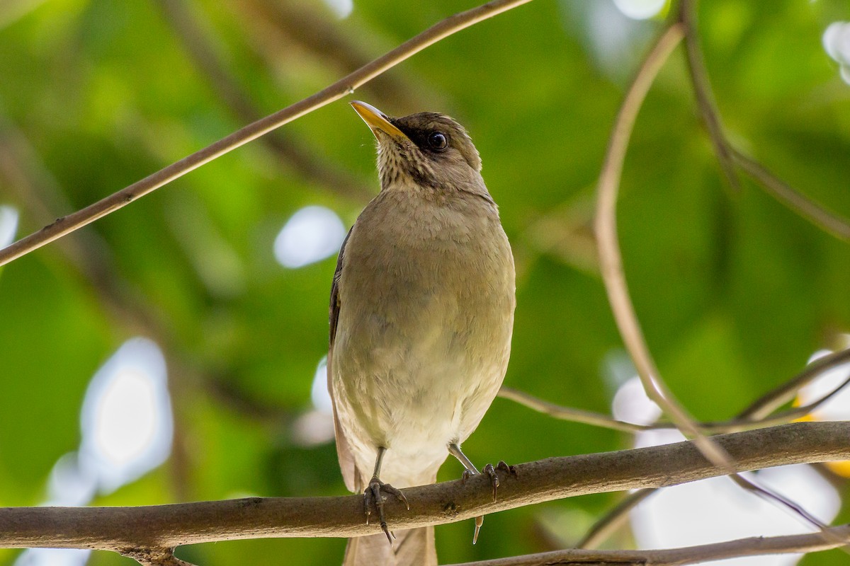 Creamy-bellied Thrush - Fabrício Reis Costa