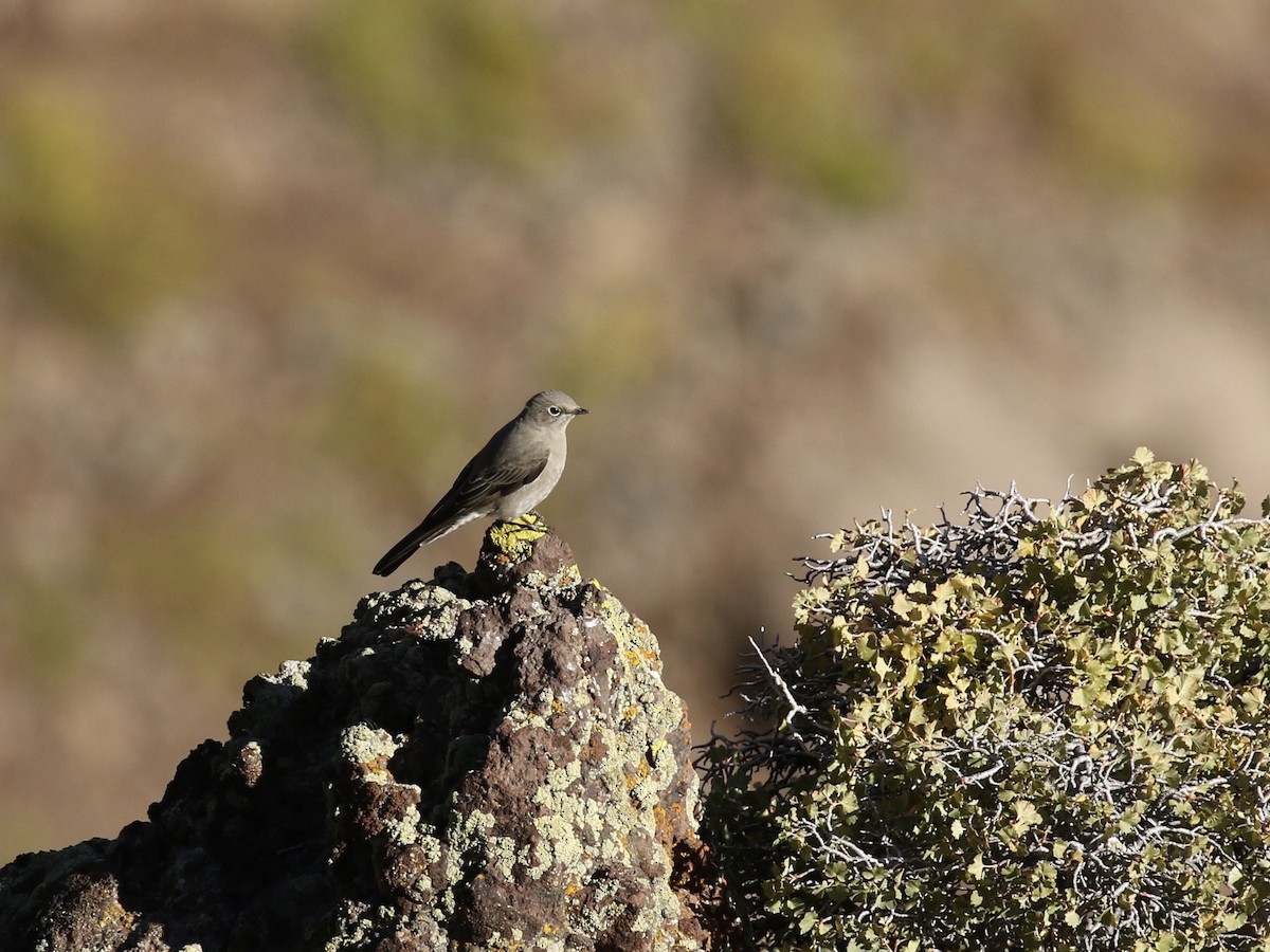 Townsend's Solitaire - ML623969140