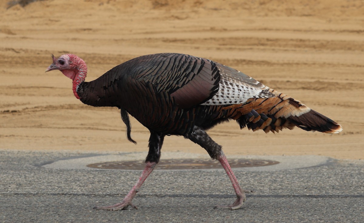 Wild Turkey - ML623969141