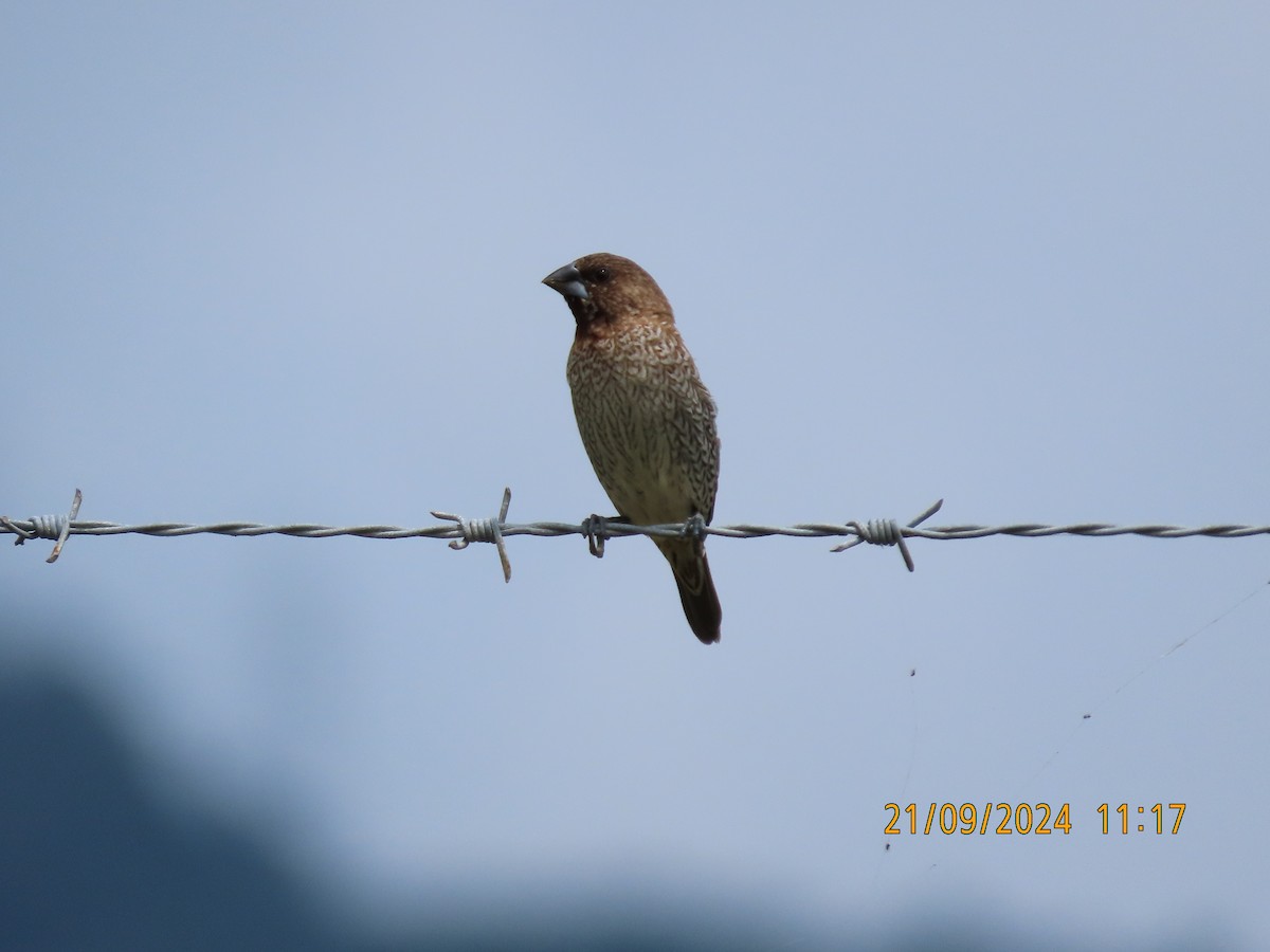 Scaly-breasted Munia - ML623969175