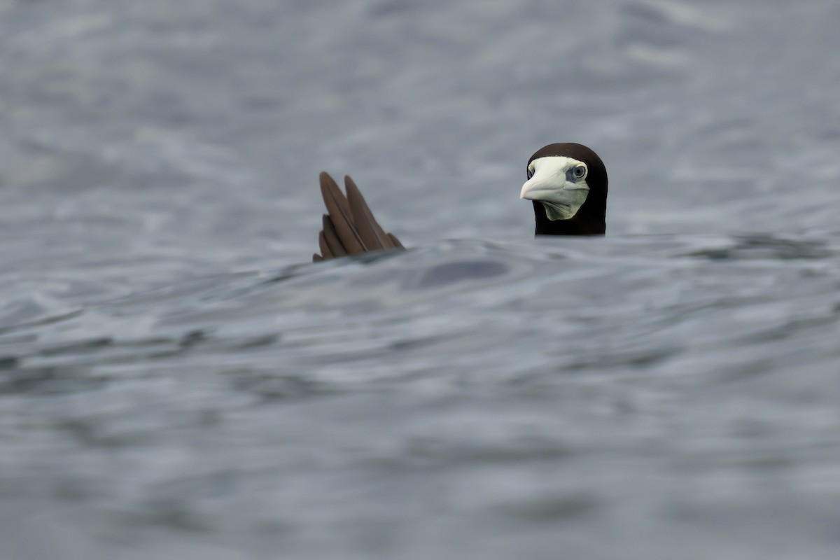 Brown Booby - Summer Wong China Bird Tours