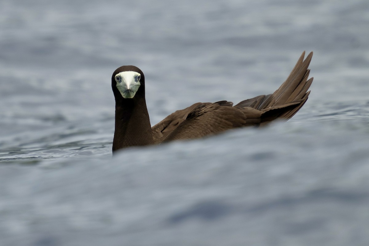 Brown Booby - ML623969211