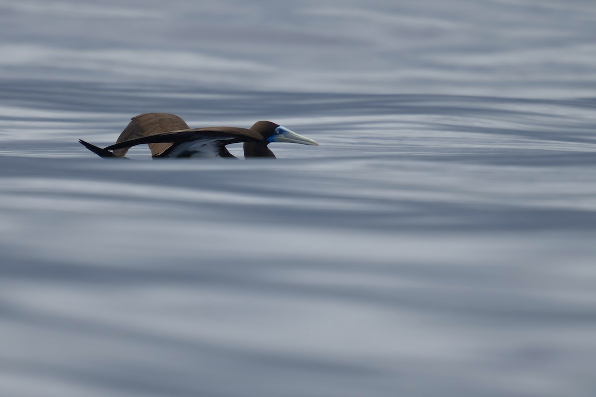 Brown Booby - ML623969212