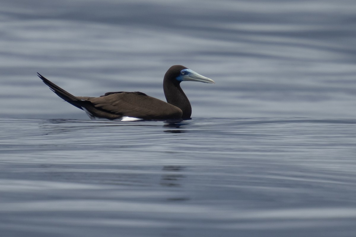 Brown Booby - ML623969214