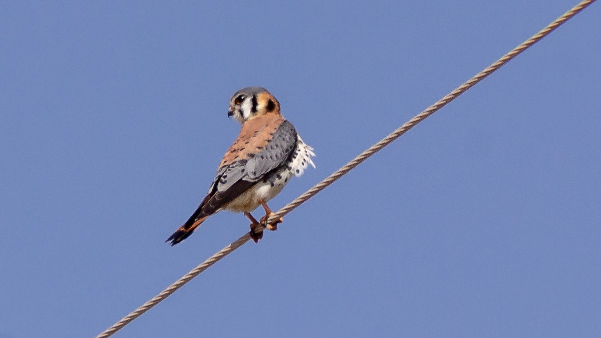 American Kestrel - ML623969218