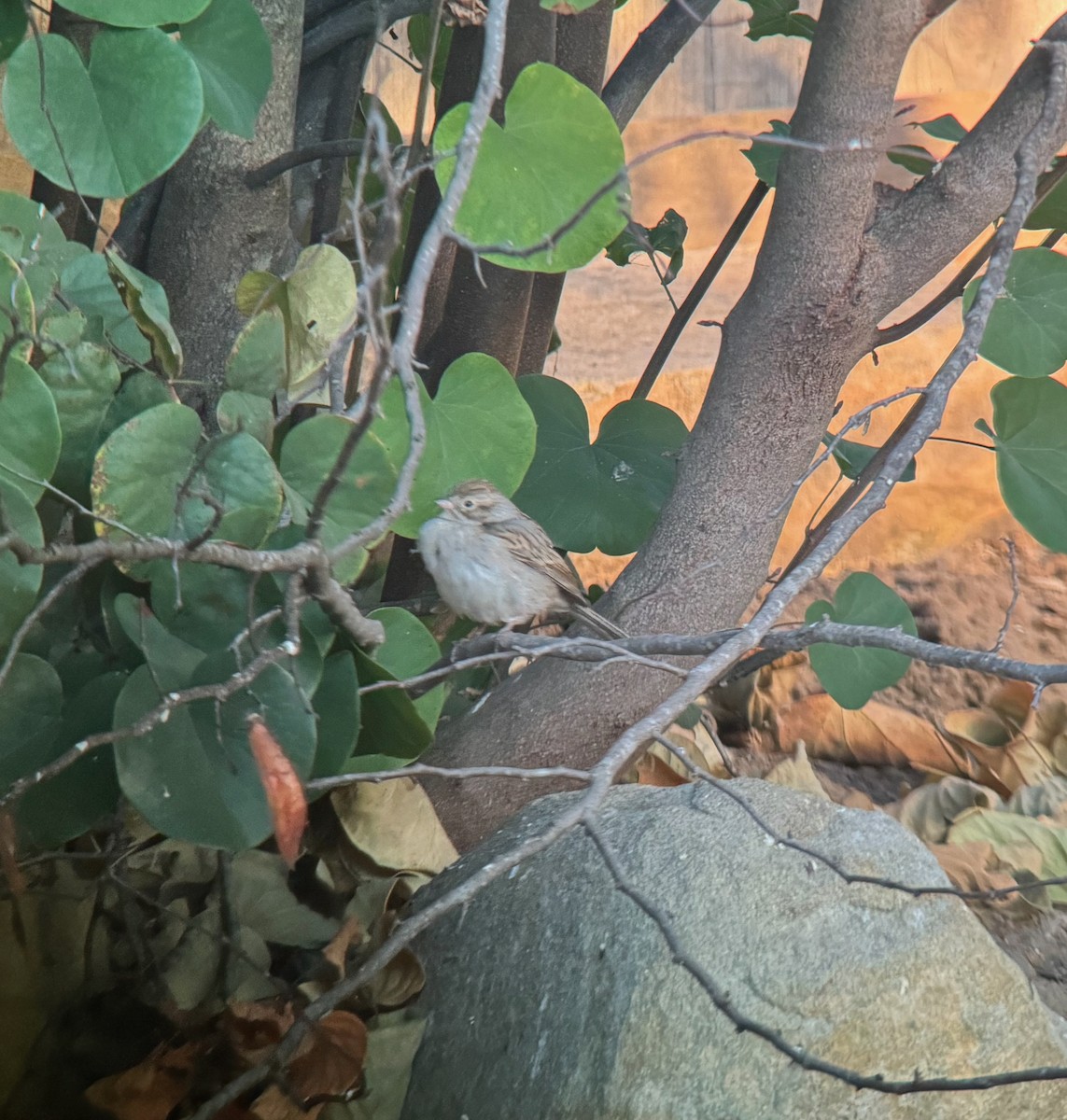 Brewer's Sparrow - ML623969228