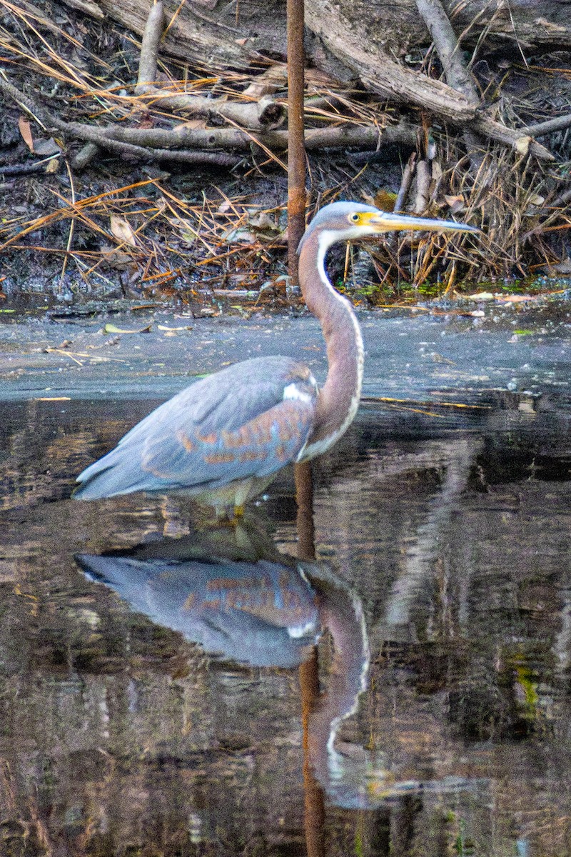 Tricolored Heron - Jacob Hoyle