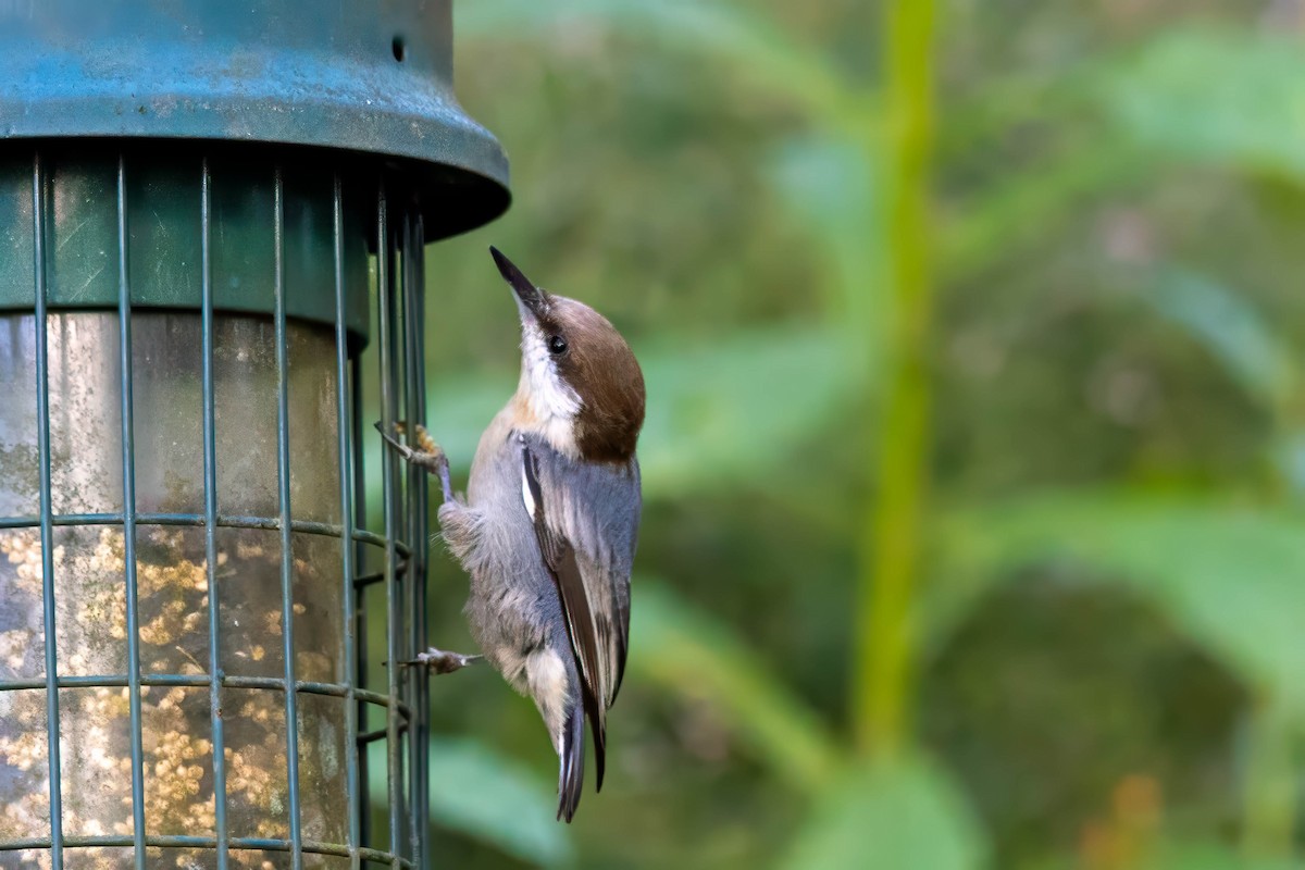 Brown-headed Nuthatch - ML623969243