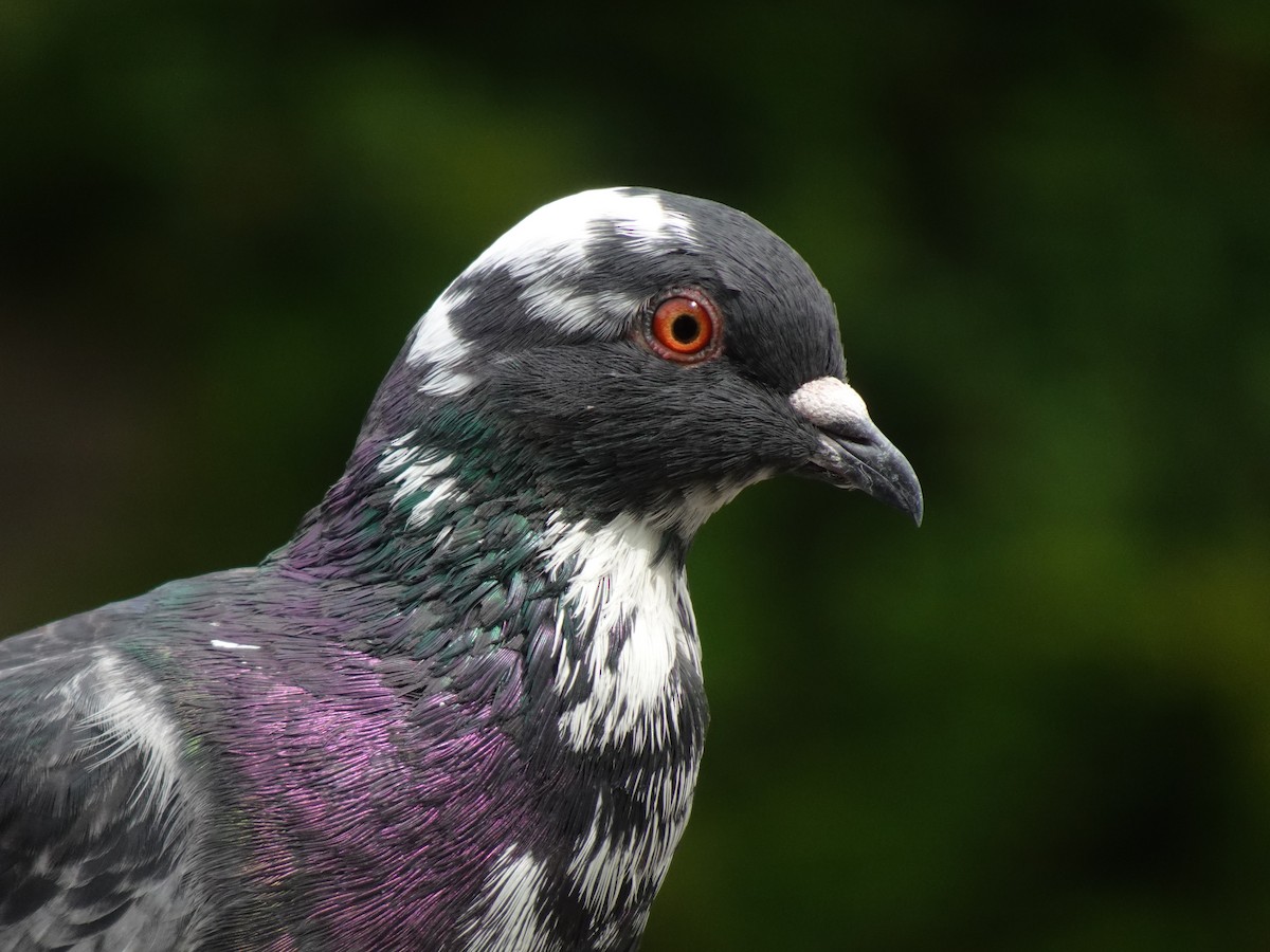 Rock Pigeon (Feral Pigeon) - ML623969244