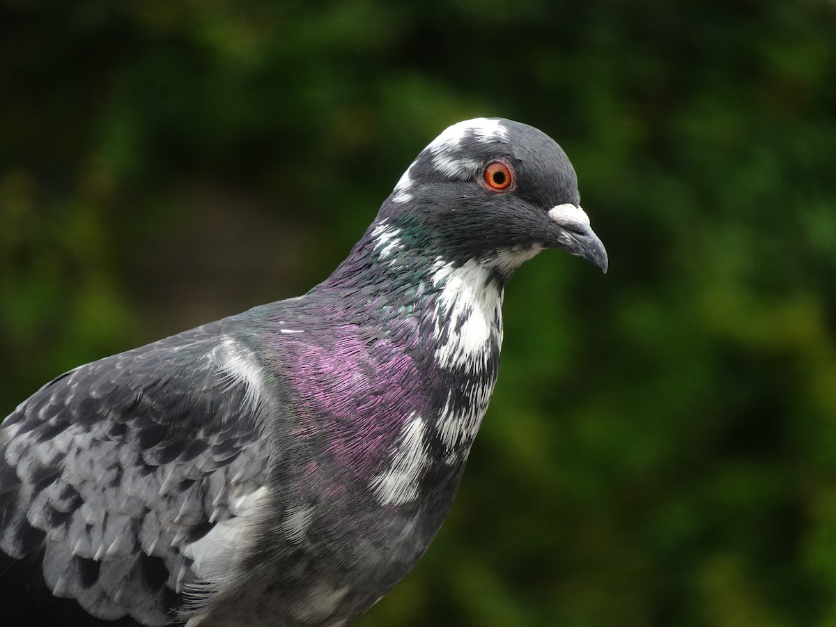 Rock Pigeon (Feral Pigeon) - ML623969245