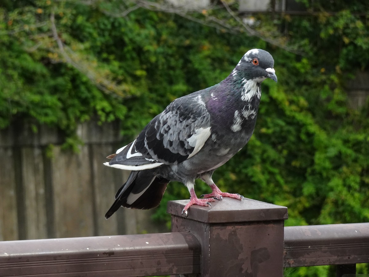 Rock Pigeon (Feral Pigeon) - ML623969246