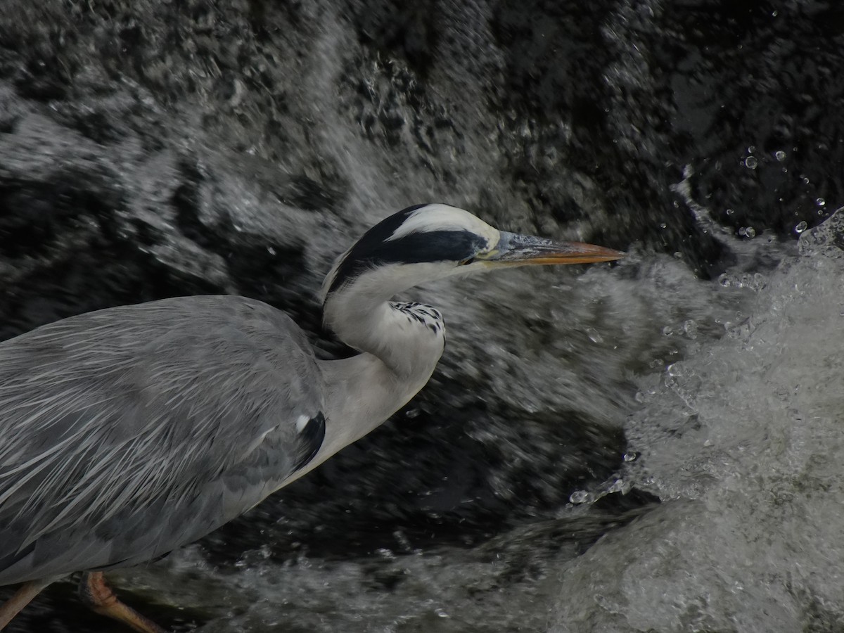 Gray Heron - ML623969248