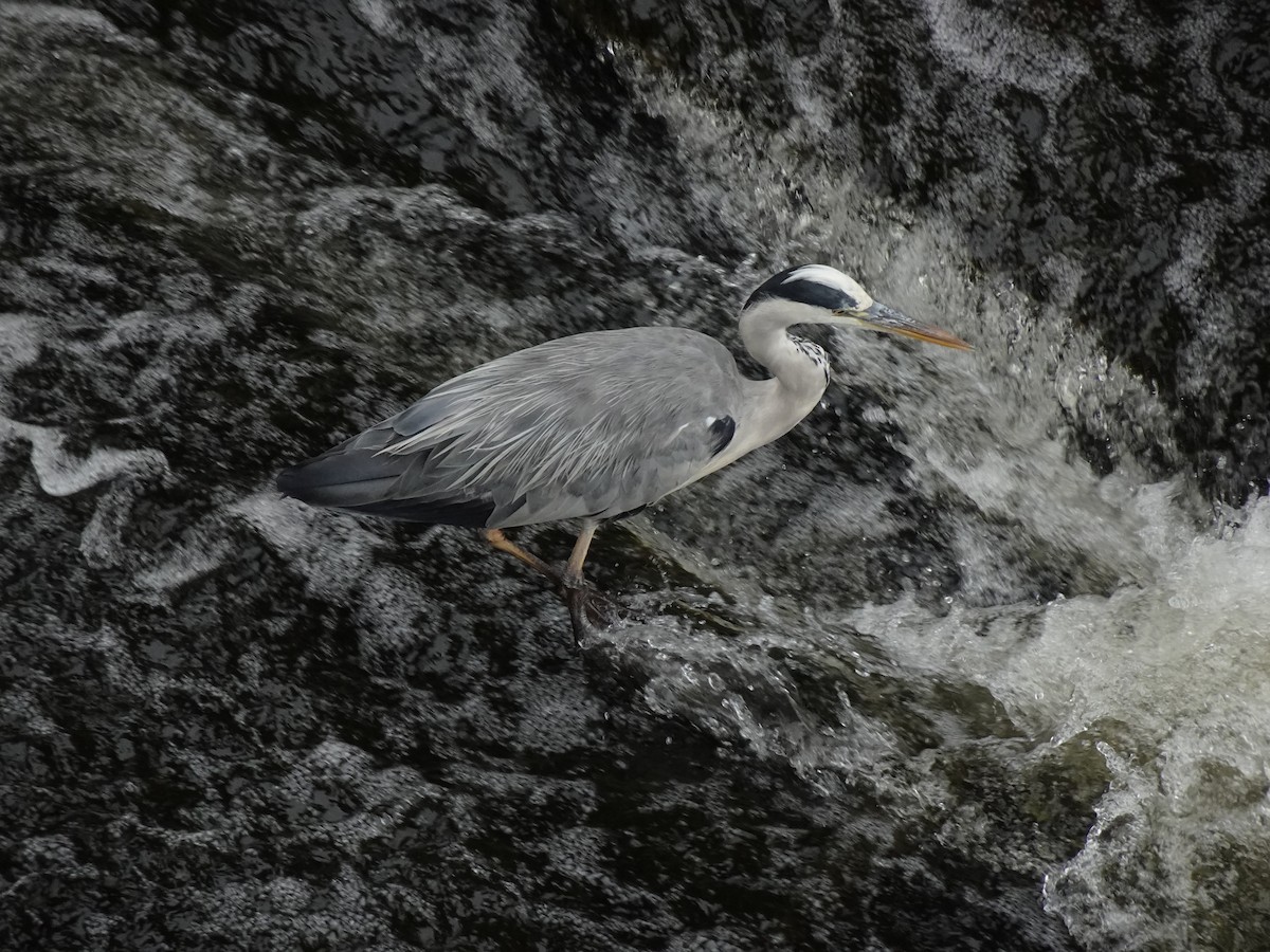 Gray Heron - ML623969249