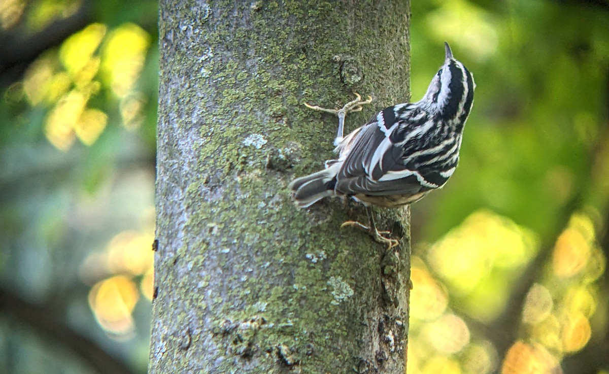 Black-and-white Warbler - ML623969268