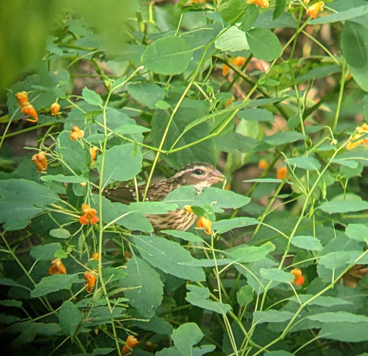 Rose-breasted Grosbeak - ML623969285