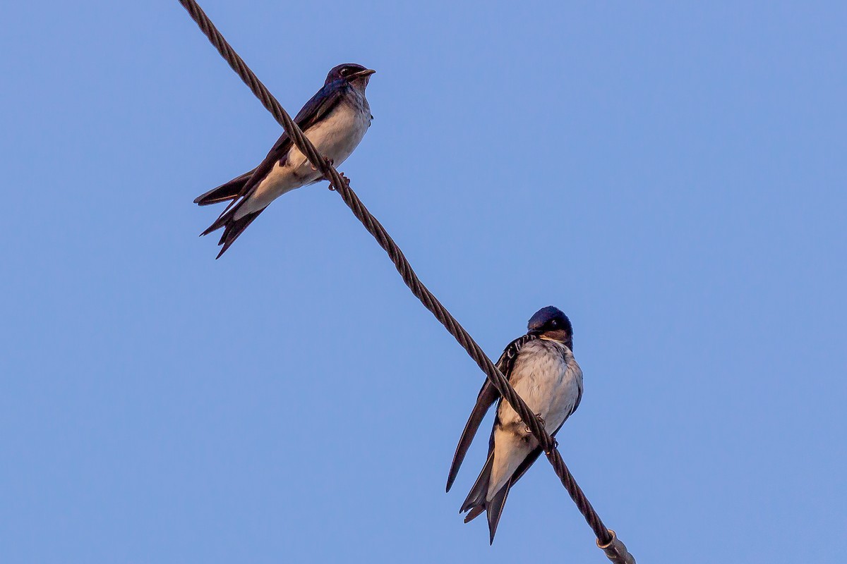 Gray-breasted Martin - ML623969296