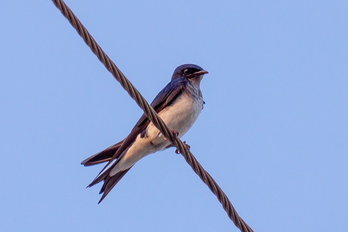 Gray-breasted Martin - ML623969297