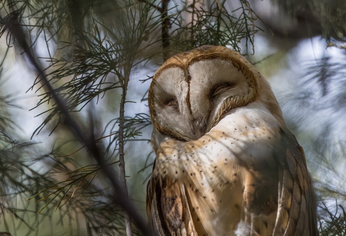 Barn Owl - ML623969301