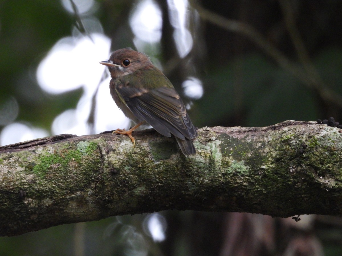 Pale-yellow Robin - ML623969302