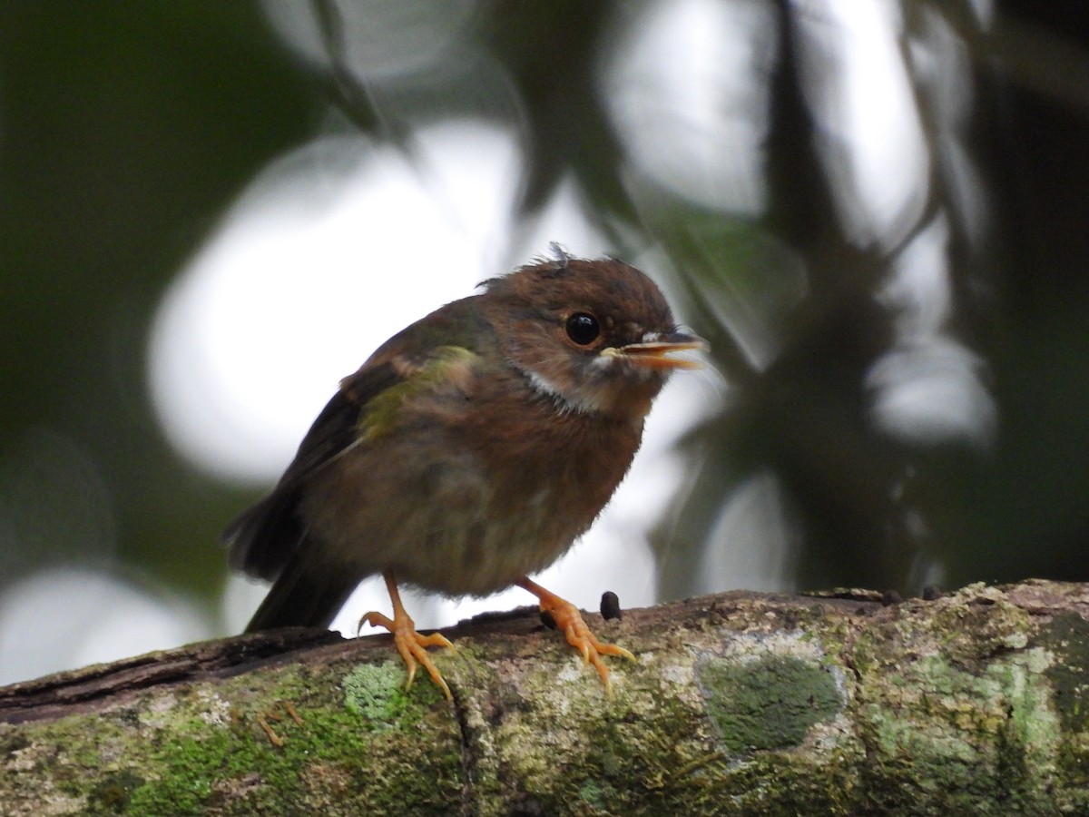 Pale-yellow Robin - ML623969303