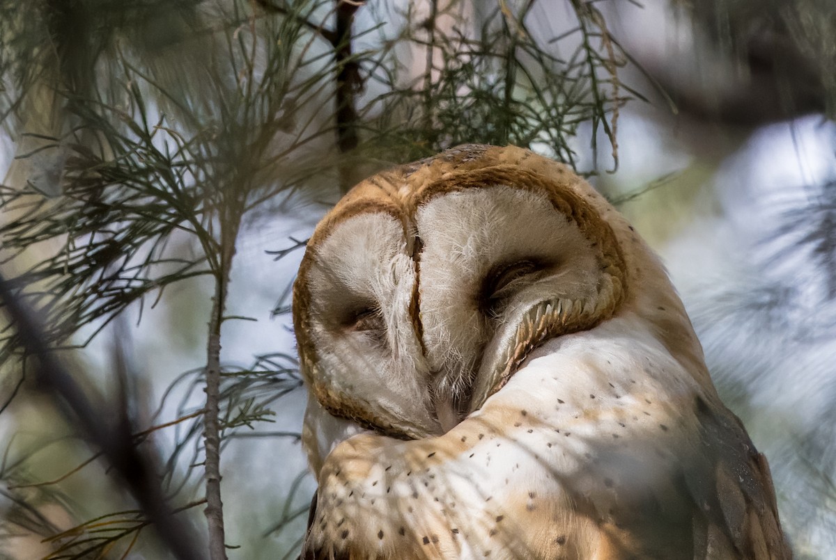 Barn Owl - ML623969304