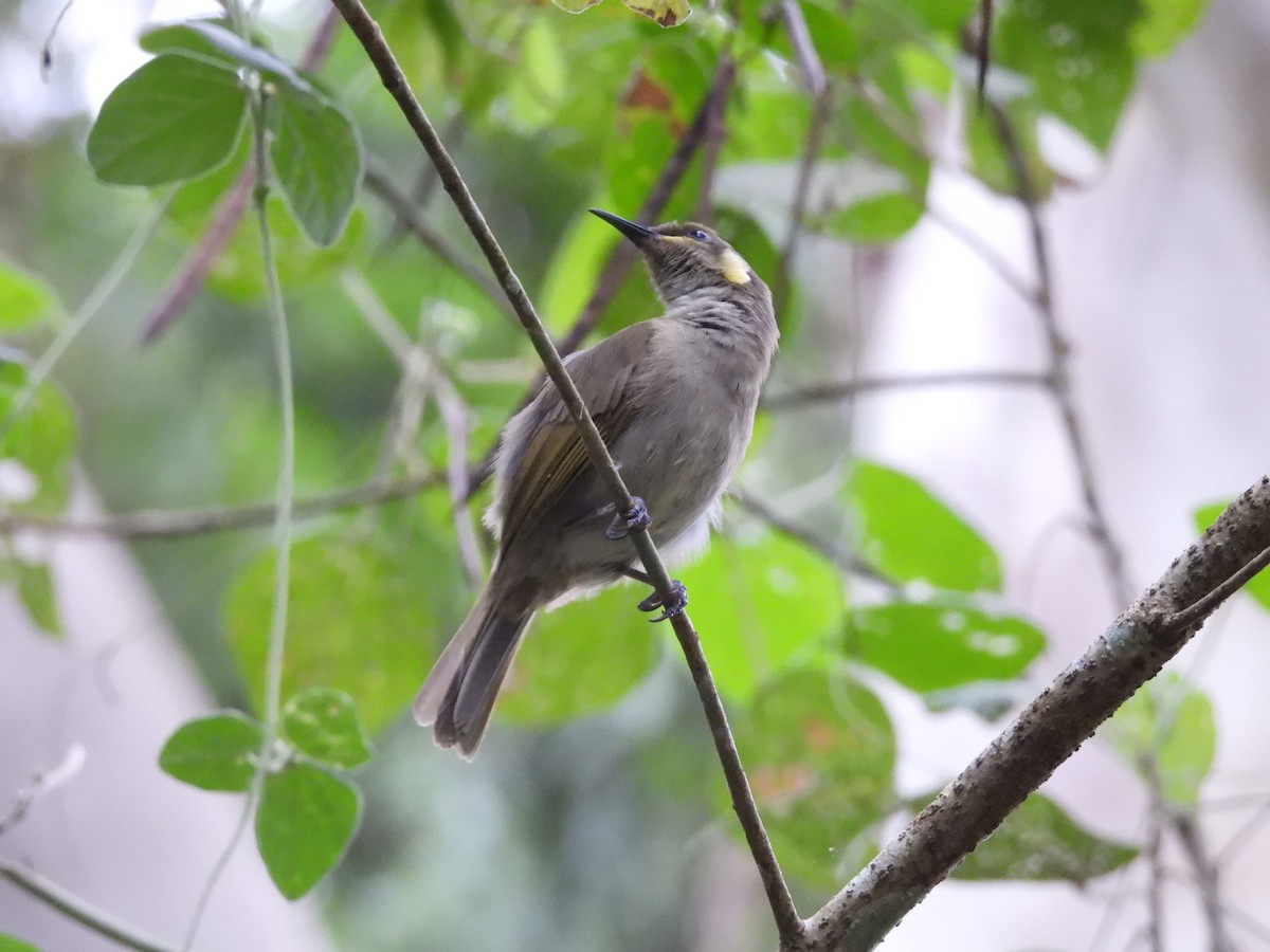 Cryptic Honeyeater - ML623969308