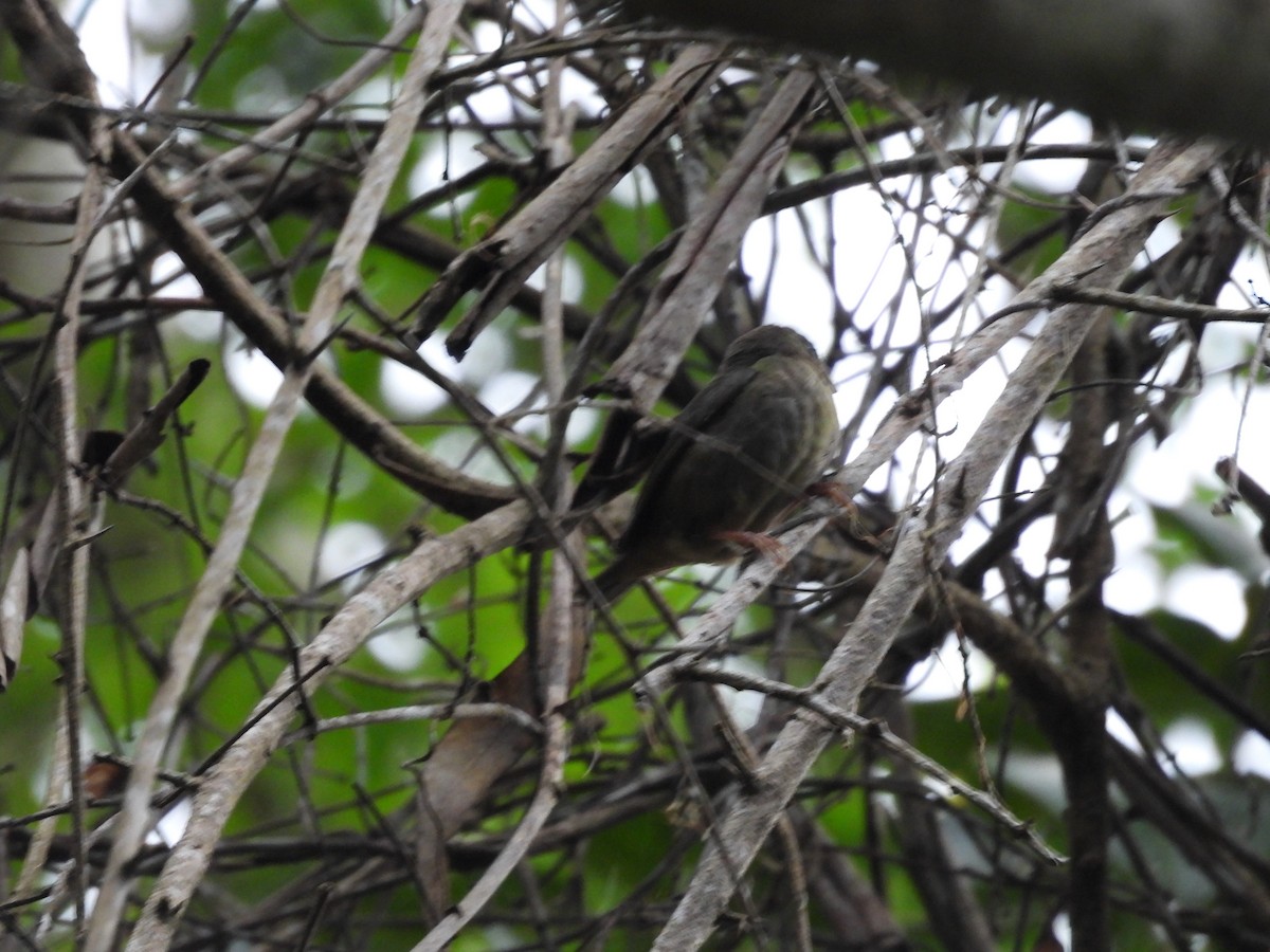 Blue-faced Parrotfinch - ML623969310