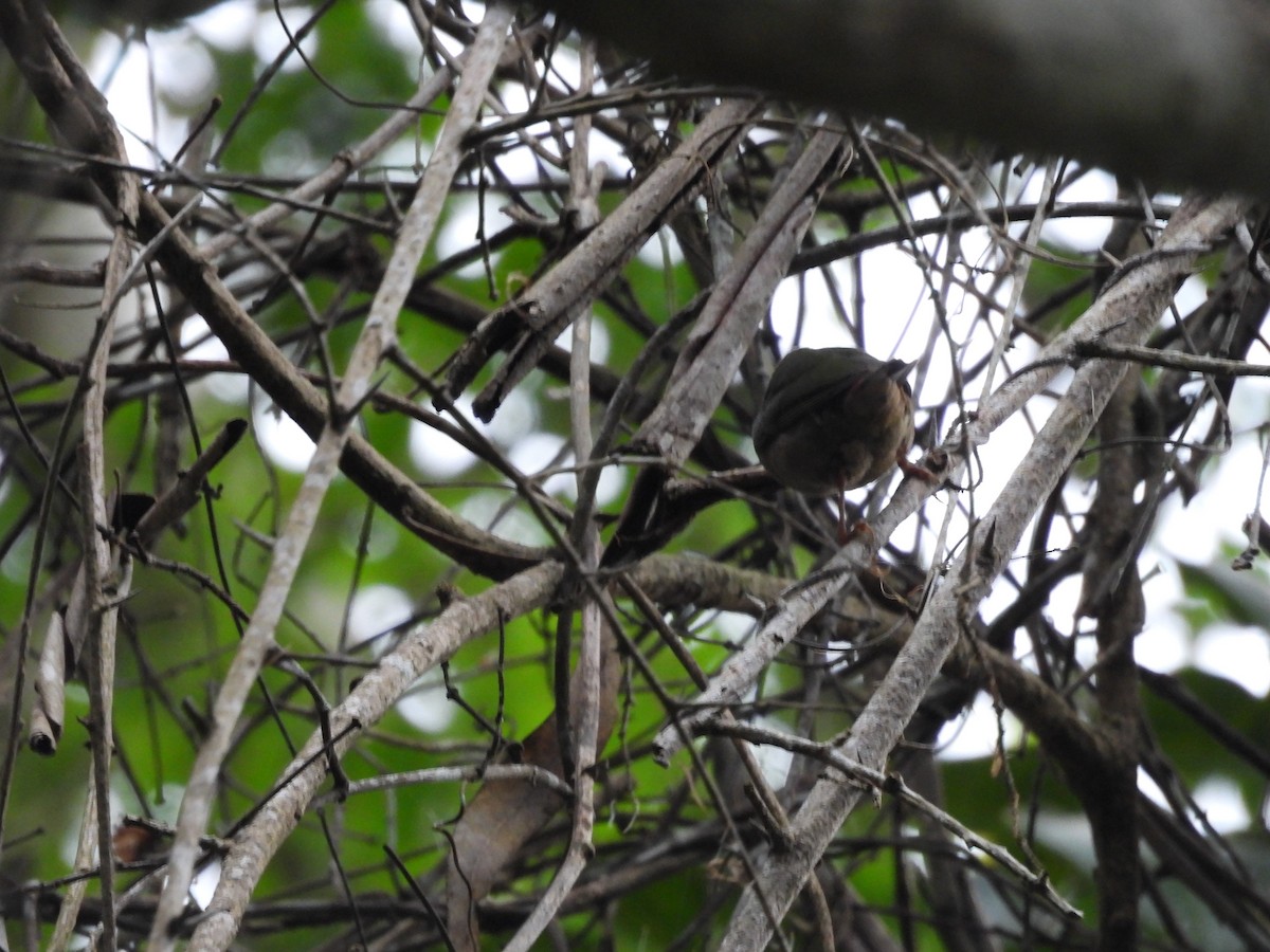 Blue-faced Parrotfinch - ML623969311