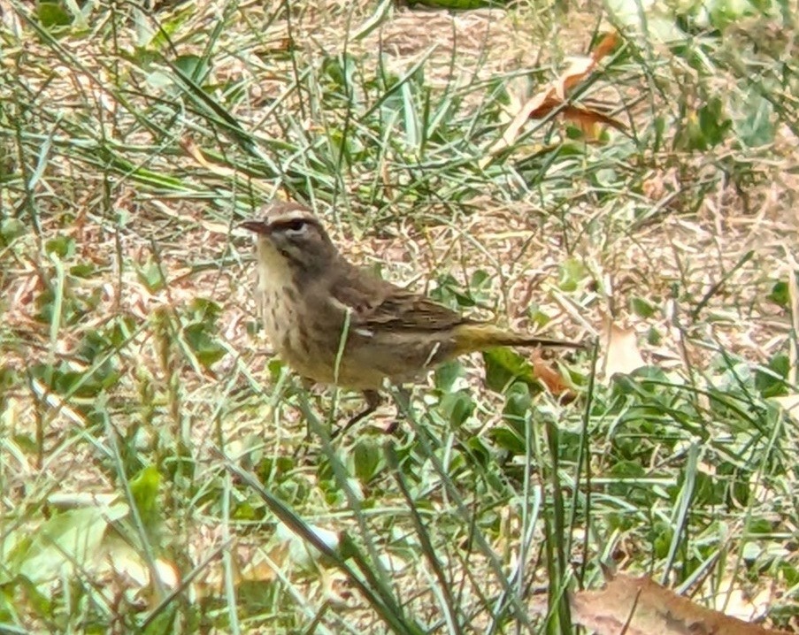 Palm Warbler - ML623969314