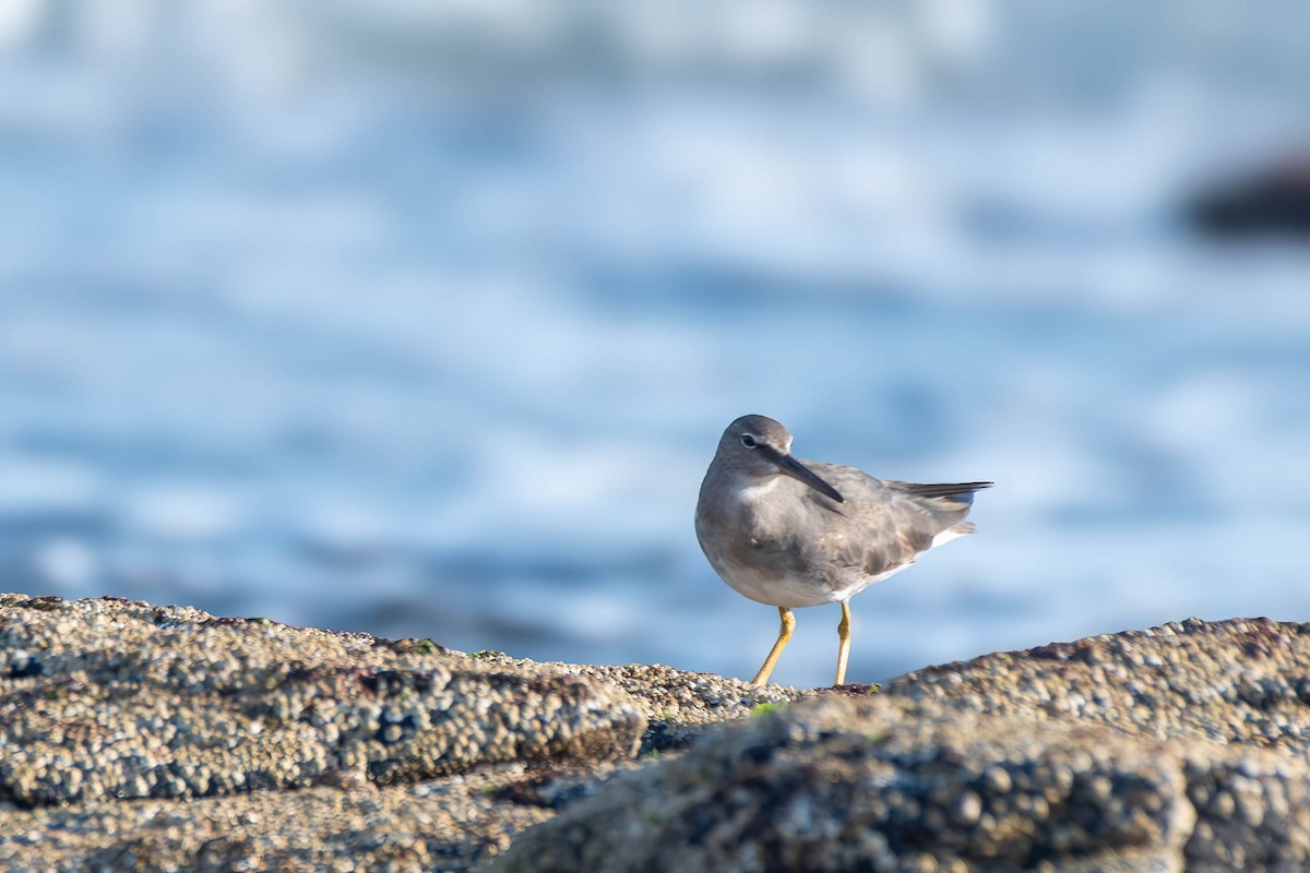 Wandering Tattler - ML623969322