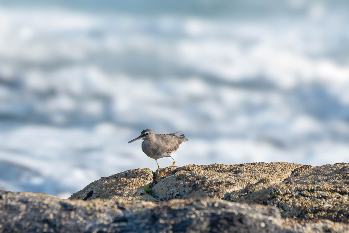 Wandering Tattler - ML623969323