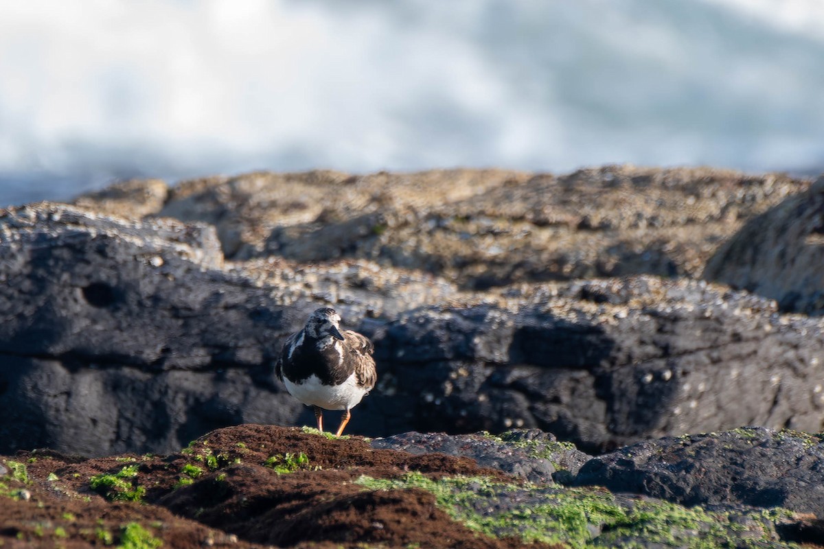 Ruddy Turnstone - ML623969330