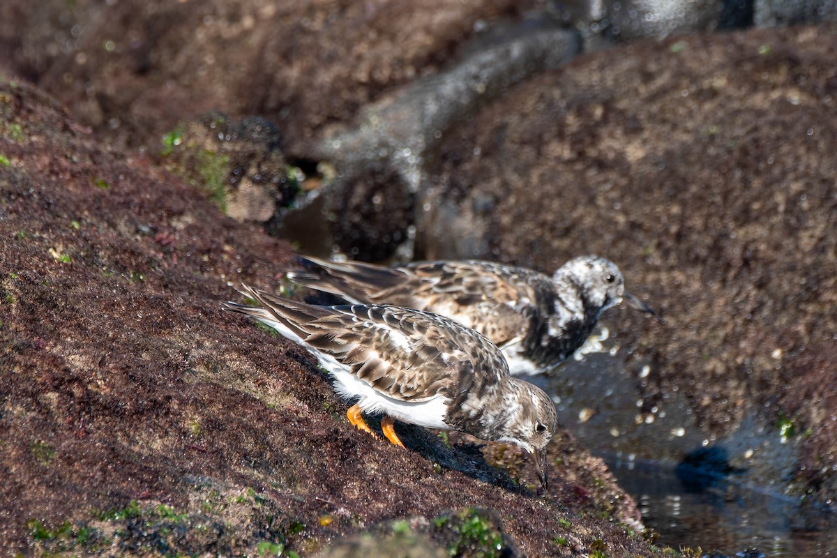 Ruddy Turnstone - ML623969346