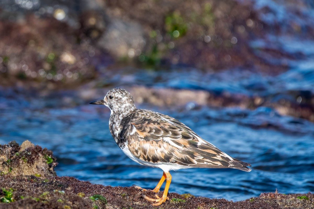 Ruddy Turnstone - Gordon Arthur