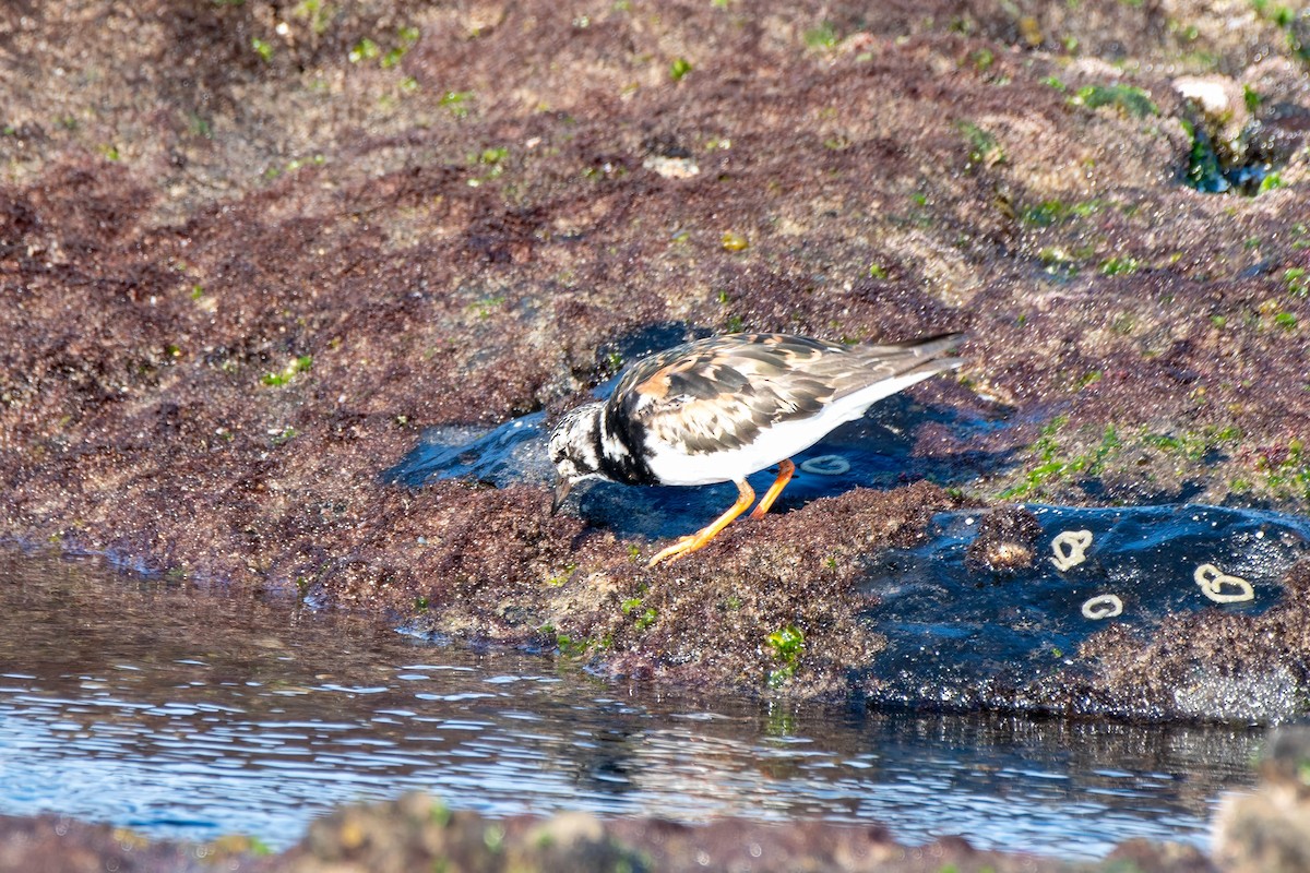 Ruddy Turnstone - ML623969348