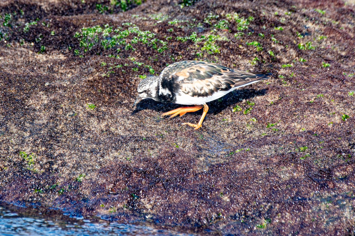 Ruddy Turnstone - ML623969349